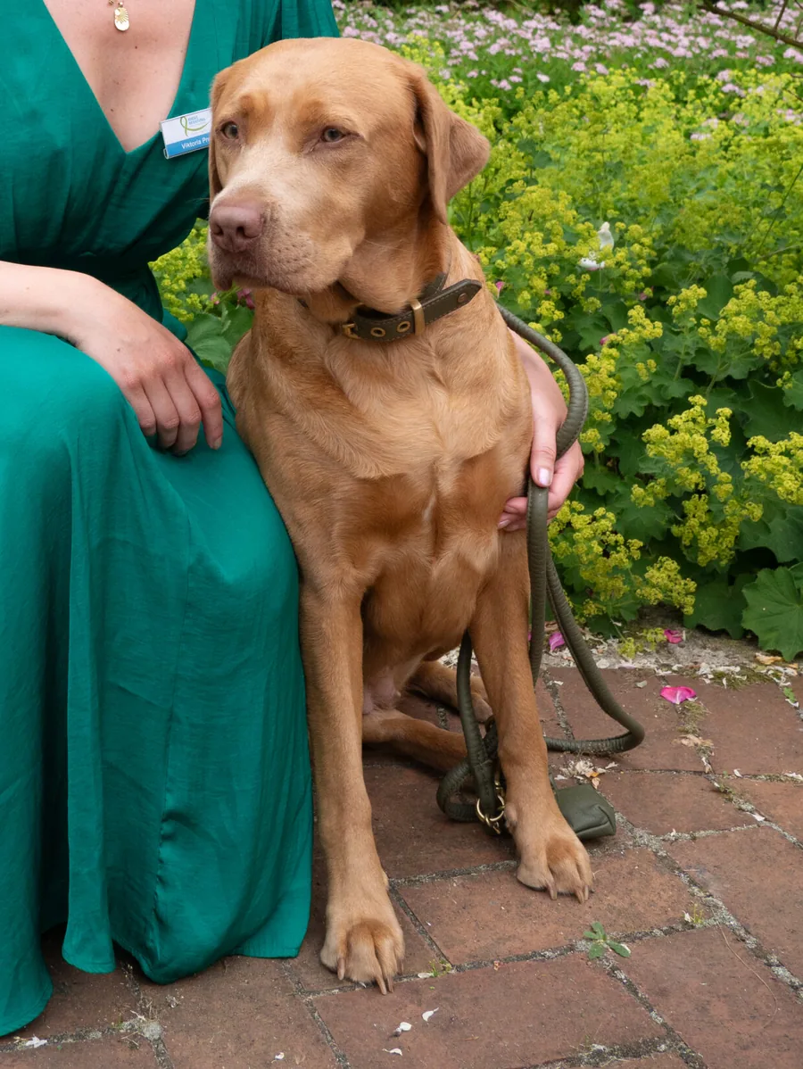 Die Therapiebegleithündin Laika, ein hellbrauner Labrador, sitzt angeleint auf einem Klinkerweg neben Viktoria Preis.